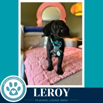 Leroy ( L Crew) 102426 -  Labrador Retriever and Poodle Dog for Adoption in Kimberton, Pennsylvania - Leroy ( L Crew) 102426 | PetCurious