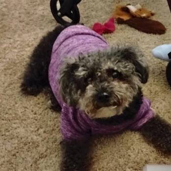 Poodle and Shih Tzu Dogs Available for Adoption - Angel | PetCurious