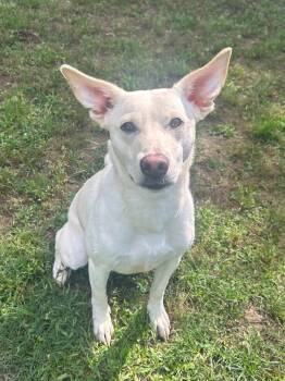 Irish Terrier Dogs Available for Adoption in Benton, Arkansas - Foxy | PetCurious