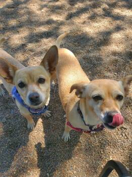 Chihuahua Dogs Available for Adoption in Pueblo, Colorado - Pixie & Trixie | PetCurious