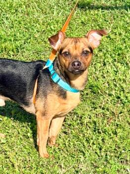 Chihuahua Dogs Available for Adoption in Cape Coral, Florida - Rockie | PetCurious