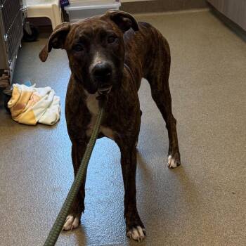 Heaven -  Mixed Breed Dog for Adoption in Council Bluffs, Iowa - Heaven | PetCurious