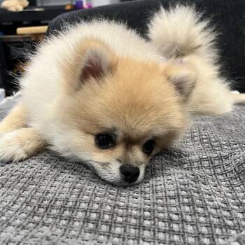 Pomeranian Dogs Available for Adoption in Sinking Spring, Pennsylvania - Pickles | PetCurious