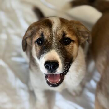 Shepherd and Mixed Breed Dogs Available for Adoption in Flagstaff, Arizona - Saddle | PetCurious