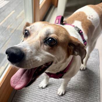 Molly -  Mixed Breed Dog for Adoption in Pelham, New Hampshire - Molly | PetCurious