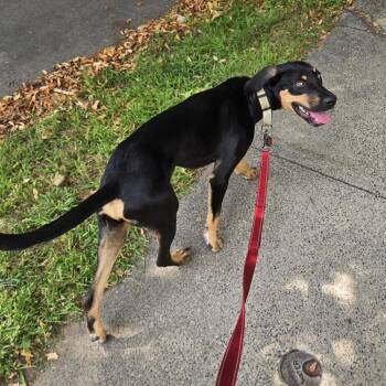 Dandy -  Mixed Breed Dog for Adoption in Groveland, Massachusetts - Dandy | PetCurious