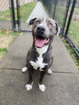 Jake (aka Rocky) -  Mixed Breed Dog for Adoption in Cincinnati, Ohio - Jake (aka Rocky) | PetCurious