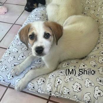 Shilo -  Mixed Breed Dog for Adoption in Dekalb, Illinois - Shilo | PetCurious