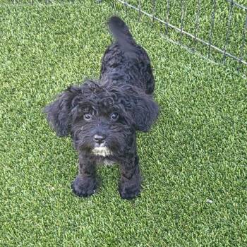 Norman -  Miniature Poodle Dog for Adoption in Fresno, California - Norman | PetCurious