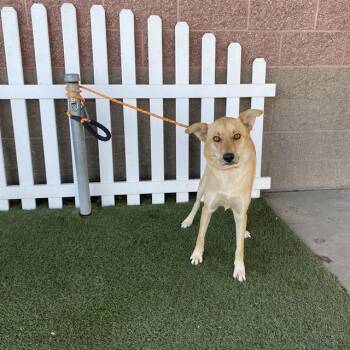 Rescue German Shepherd Dog and Mixed Breed Dogs for Adoption in Modesto, California - DUKE | PetCurious