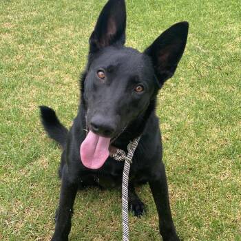 Rango -  German Shepherd Dog and Mixed Breed Dog for Adoption in Riverside, California - Rango | PetCurious