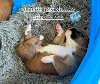 Flower Patch Litter Thistle - Located in TX -  Belgian Shepherd Malinois Dog for Adoption in Imlay City, Michigan - Flower Patch Litter Thistle - Located In TX | PetCurious
