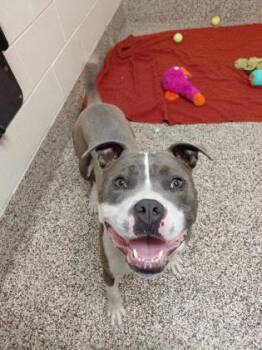 Dozer -  Pit Bull Terrier and Mixed Breed Dog for Adoption in Westland, Michigan - Dozer | PetCurious