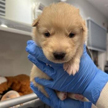 German Shepherd Dog Dogs Available for Adoption - Nautilus | PetCurious