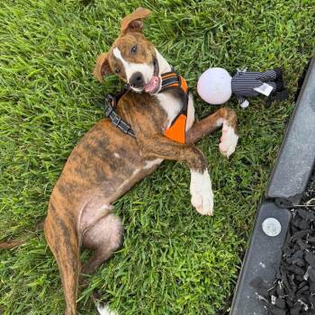 Drew -  Boxer Dog for Adoption in Yonkers, New York - Drew | PetCurious