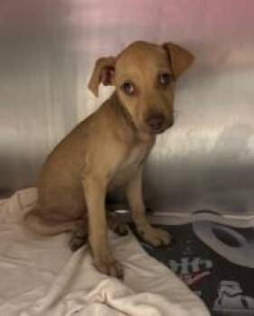 Kobra -  Mixed Breed Dog for Adoption in West Chester, Pennsylvania - Kobra | PetCurious