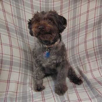 Cookie -  Schnauzer and Poodle Dog for Adoption in Coos Bay, Oregon - Cookie | PetCurious