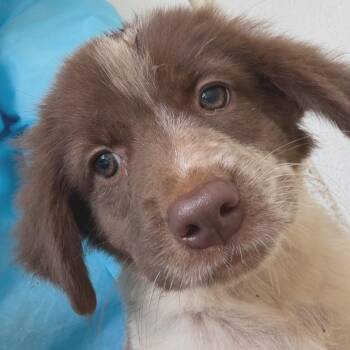 Calla 5763 -  Mixed Breed Dog for Adoption in Loxahatchee Groves, Florida - Calla 5763 | PetCurious