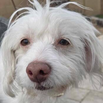 Maltipoo Dogs Available for Adoption - Opal | PetCurious