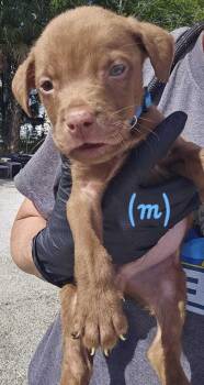 American Bulldog Dogs Available for Adoption in Lakeland, Florida - Walmart - Lt Blue | PetCurious