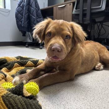 Emerald 22461 -  Curly Coated Retriever and Shar Pei Dog for Adoption in Cumming, Georgia - Emerald 22461 | PetCurious