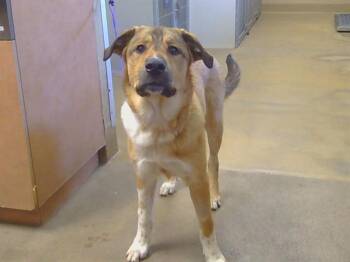 Anatolian Shepherd and Great Pyrenees Dogs Available for Adoption in Sacramento, California - GOOBER | PetCurious