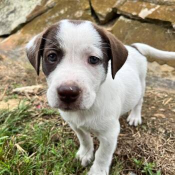 Emmylou -  Mixed Breed Dog for Adoption in Huntsville, Alabama - Emmylou | PetCurious