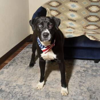 Andrew -  Labrador Retriever and Mixed Breed Dog for Adoption in Brock, Texas - Andrew | PetCurious