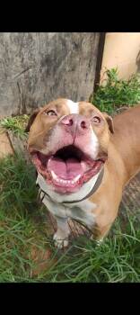 Rescue Mixed Breed Dogs for Adoption in Spartanburg, South Carolina - Embry | PetCurious