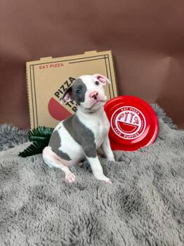 Pit Bull Terrier and American Bulldog Dogs Available for Adoption - Herbivore | PetCurious