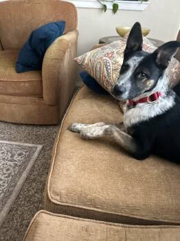 Rescue German Shepherd Dog and Mixed Breed Dogs for Adoption in Seattle, Washington - Quaid | PetCurious