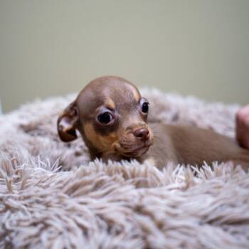 Victor -  Chihuahua and Mixed Breed Dog for Adoption in Gainesville, Georgia - Victor | PetCurious