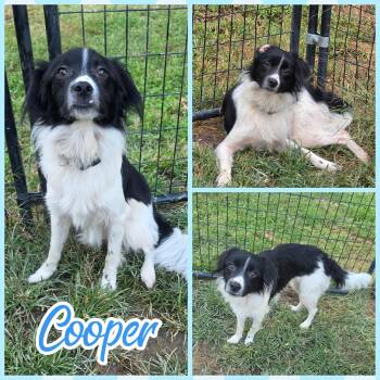 Cooper -  Dachshund and Border Collie Dog for Adoption in Blacksburg, South Carolina - Cooper | PetCurious