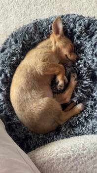 Fizzy -  Chihuahua Dog for Adoption in Brooklyn Center, Minnesota - Fizzy | PetCurious