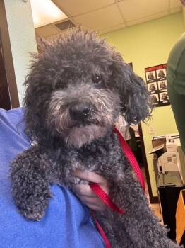 Rescue Poodle Dogs for Adoption in New Braunfels, Texas - Jackson | PetCurious