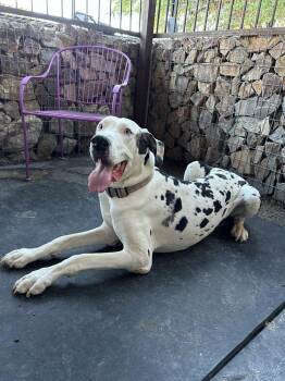 Ivan -  Great Dane Dog for Adoption in Tucson, Arizona - Ivan | PetCurious