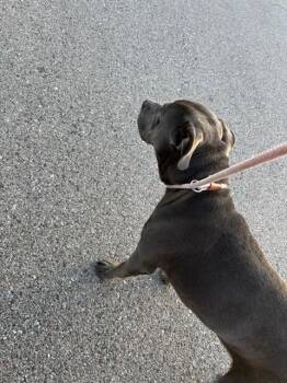 Pit Bull Terrier and Mixed Breed Dogs Available for Adoption in Oklahoma City, Oklahoma - A473079 | PetCurious