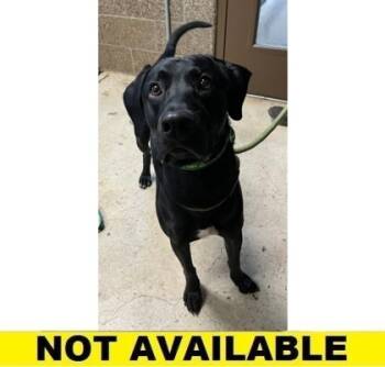 Rescue Labrador Retriever and Mixed Breed Dogs for Adoption in Eugene, Oregon - Jet | PetCurious