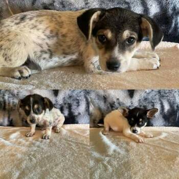 Carla -  Rat Terrier Dog for Adoption in Newport, Kentucky - Carla | PetCurious