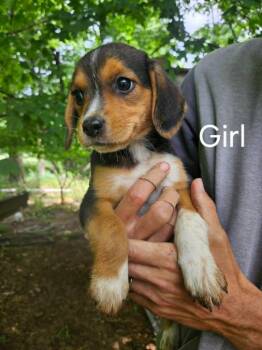 CASSY -  Beagle and Australian Cattle Dog Blue Heeler Dog for Adoption in Newaygo, Michigan - CASSY | PetCurious