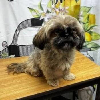 61613856 -  Shih Tzu Dog for Adoption in Elko, Nevada - 61613856 | PetCurious