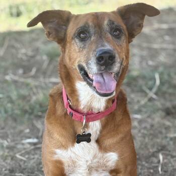 Rescue Australian Cattle Dog Blue Heeler Dogs for Adoption in Justin, Texas - *Mr. Fox | PetCurious