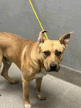 DUMFORD -  Pit Bull Terrier and Mixed Breed Dog for Adoption in Las Vegas, Nevada - DUMFORD | PetCurious