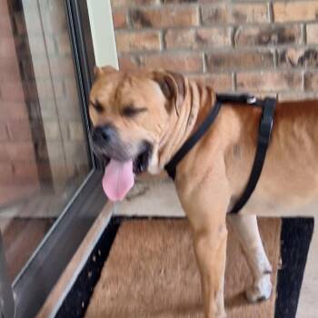 Mastiff and Mixed Breed Dogs Available for Adoption in Palestine, Texas - Bruno | PetCurious