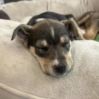 Mixed Breed Dogs Available for Adoption in Flagstaff, Arizona - Nectar | PetCurious