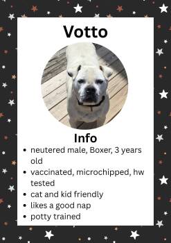 Votto -  Boxer and Mixed Breed Dog Available for Adoption in Greensburg, Indiana - Votto | PetCurious
