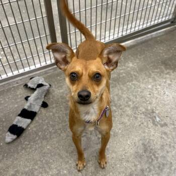 Snocone -  Chihuahua and Mixed Breed Dog for Adoption in Woodinville, Washington - Snocone | PetCurious