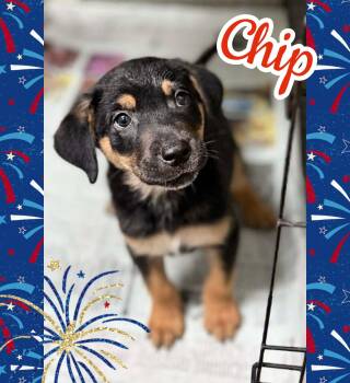 Chip -  Hound Dog for Adoption in Ringwood, New Jersey - Chip | PetCurious