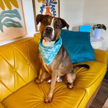 Valentino Heartthrob Certified Lover Dude -  American Staffordshire Terrier and Boxer Dog for Adoption in Friendswood, Texas - Valentino Heartthrob Certified Lover Dude | PetCurious