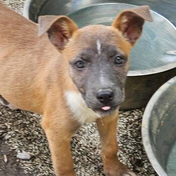 Fern Flintstone -  Terrier Dog for Adoption in Andover, Massachusetts - Fern Flintstone | PetCurious